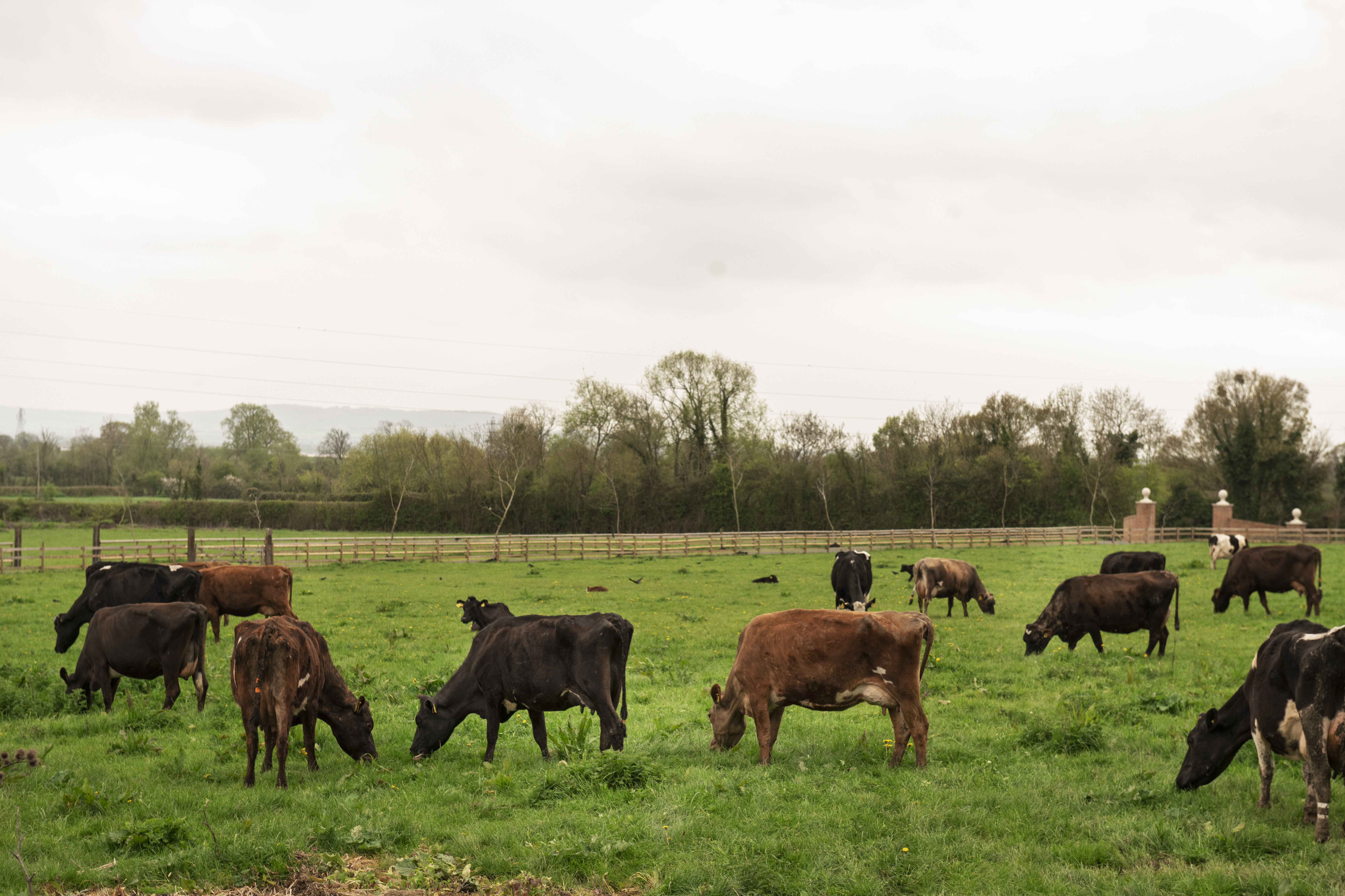 Produtores têm até 30 de junho para declarar rebanho no RS