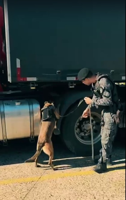 Operação com cães reforça fiscalização em caminhões na fronteira