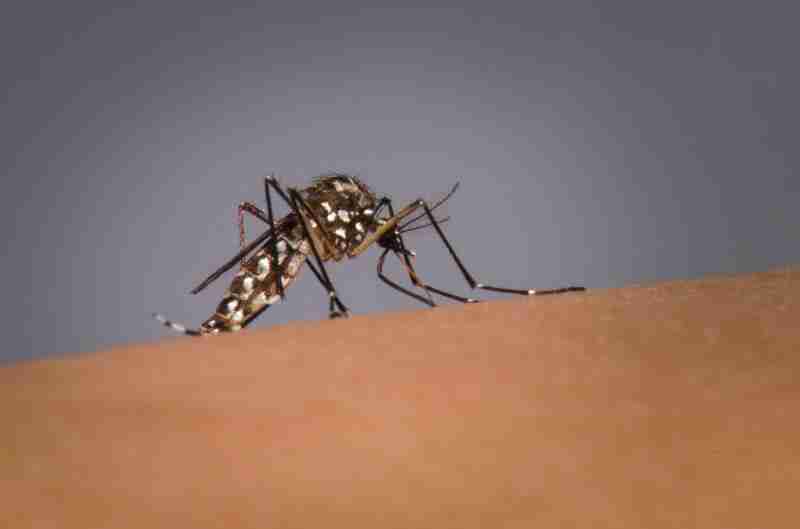 RS registra primeira morte por dengue em 2026 e reforça alerta à população