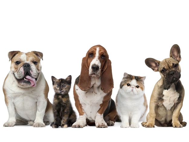 Nova lei regulamenta guarda compartilhada de animais de estimação no Brasil