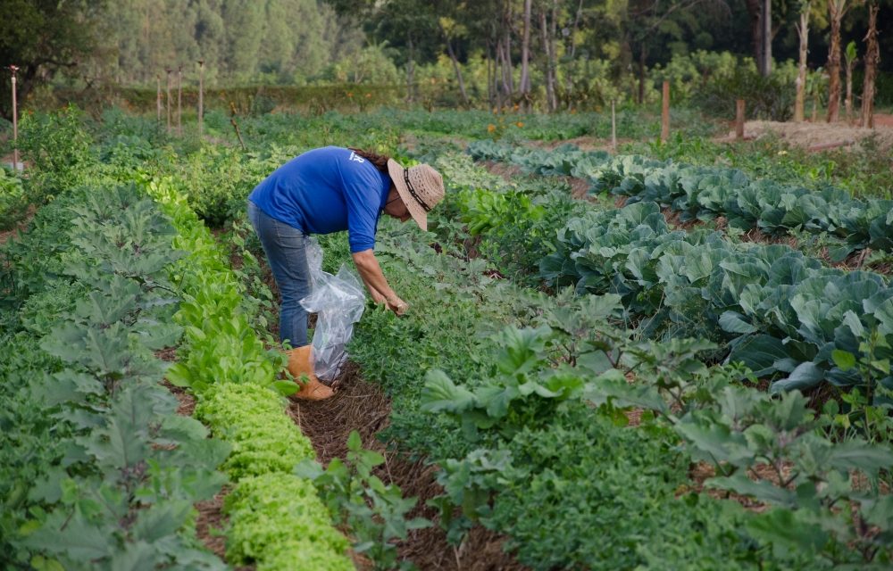 Palestra aborda homeopatia como alternativa sustentável na agropecuária