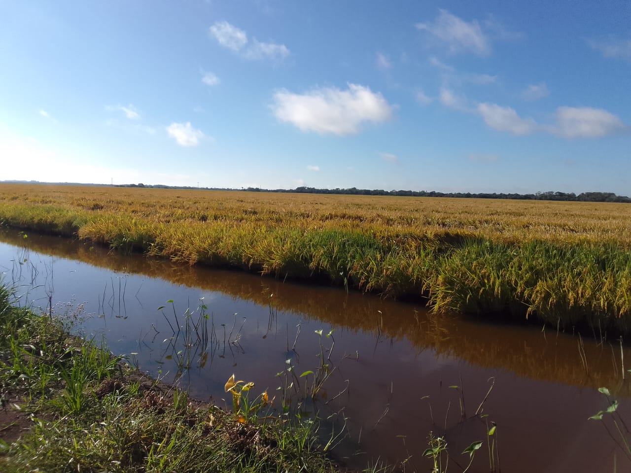 Colheita do arroz se aproxima do fim no Estado