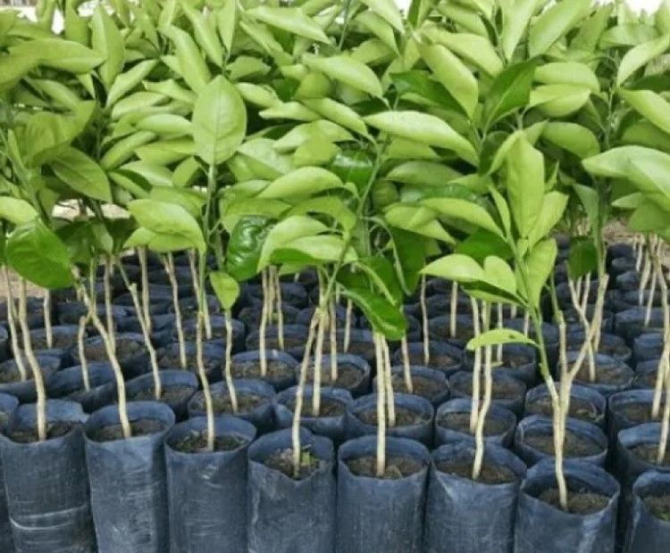São Borja terá distribuição gratuita de mudas nesta quinta-feira
