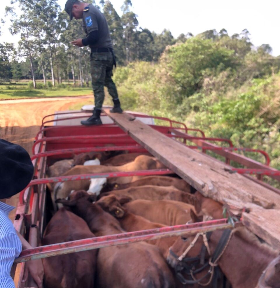 Fiscalização na Argentina resulta em multa milionária por irregularidade no transporte de gado