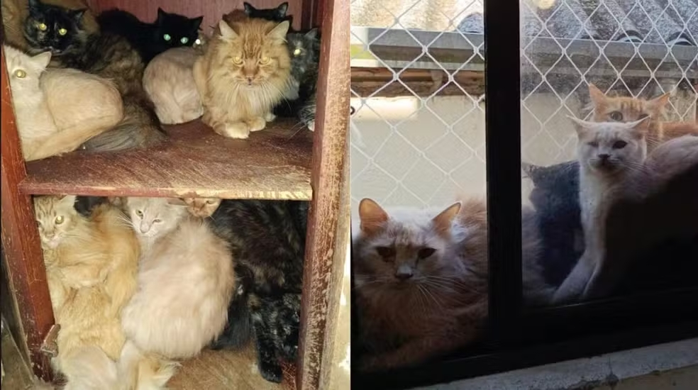 Mais de 400 gatos são encontrados em situação precária dentro de apartamento em SC