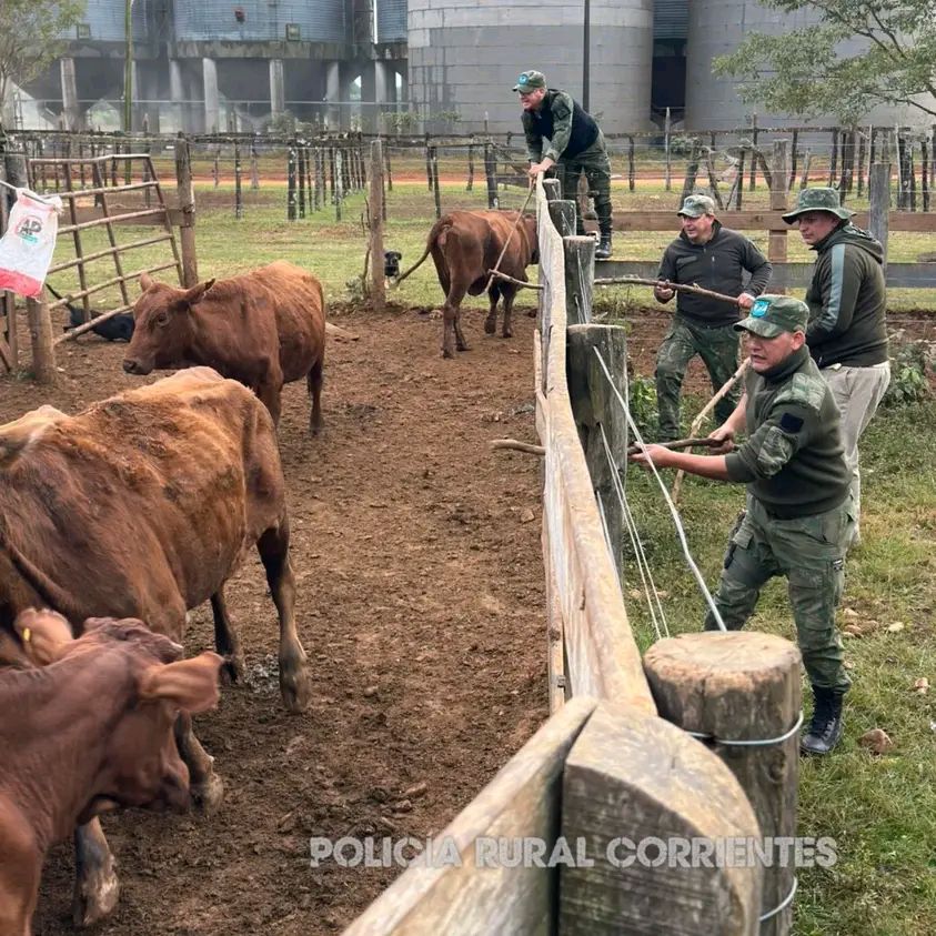 Caso de suposto roubo de 150 bovinos acaba em prisão de produtora e envolvidos em Santo Tomé