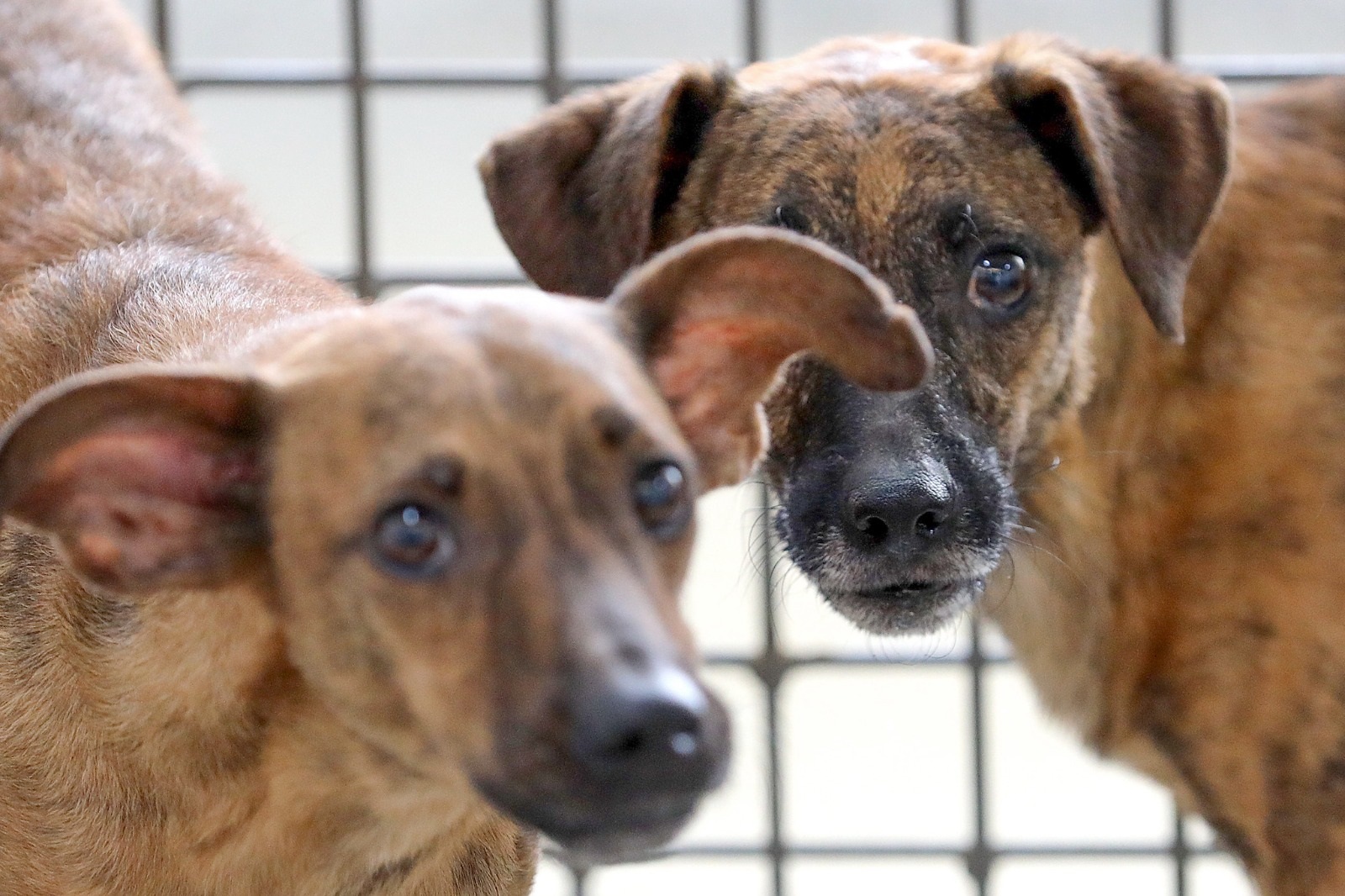 Bem-Estar Animal de São Borja ainda possui vagas para castração gratuita de cães machos
