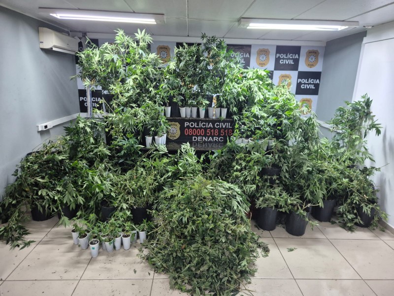 Polícia Civil prende homem e apreende plantação de maconha em Porto Alegre