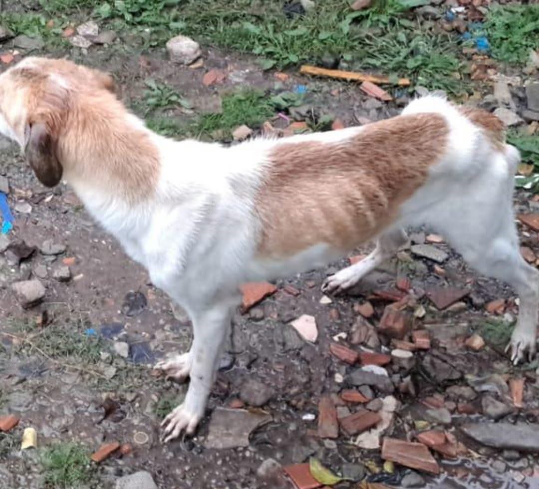 Denúncia leva à prisão de mulher por maus-tratos a cães em Uruguaiana