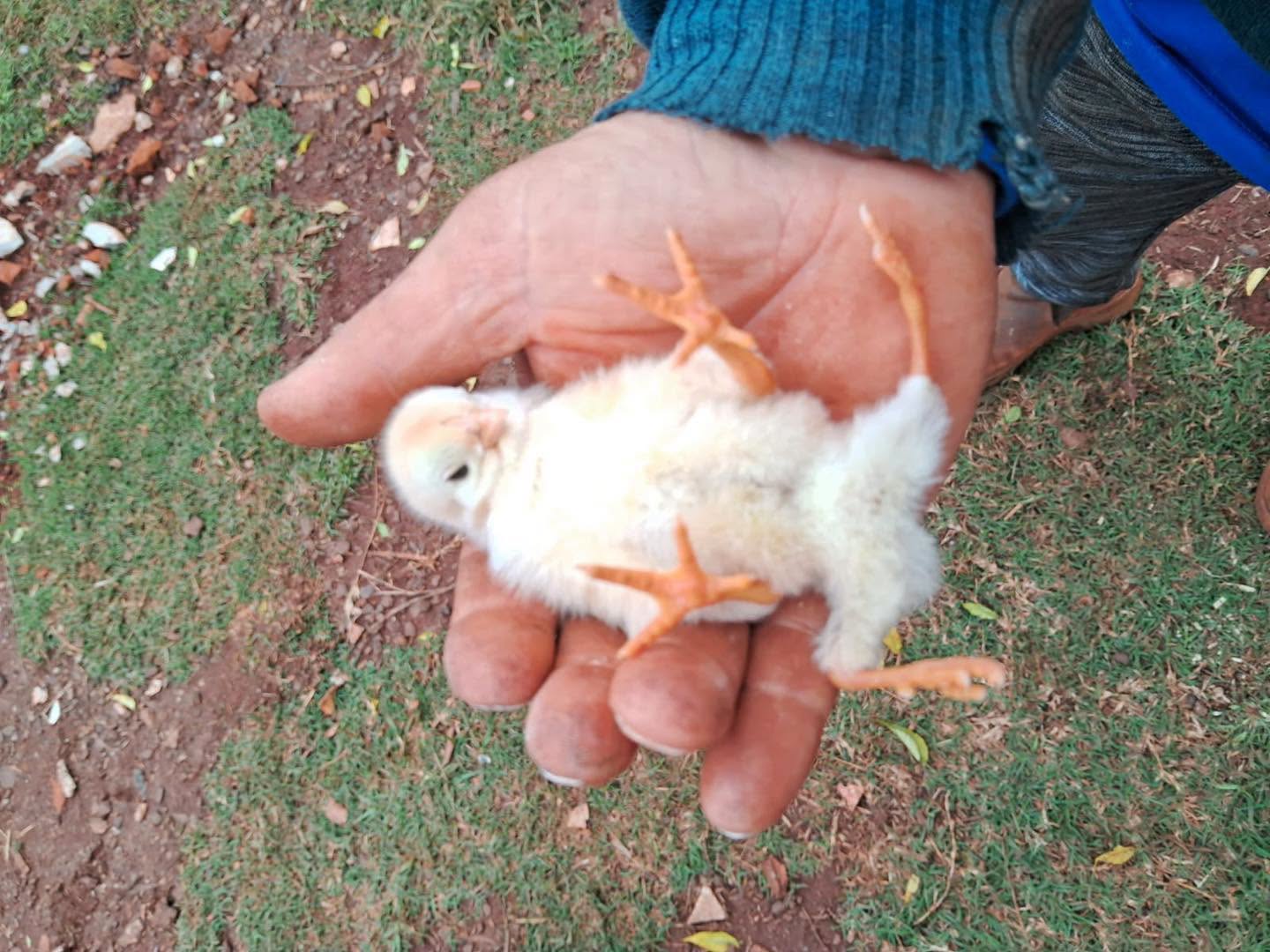Pintinho com quatro patas morre dias após nascimento em São Borja