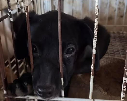 Homem é condenado a mais de 7 anos de prisão por  maus-tratos que resultaram na morte de seis cães no RS