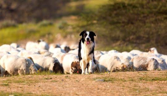 Sindicato Rural e Senar promovem curso de adestramento de cães para pastoreio em São Borja