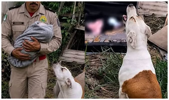História de Meg emociona: cadela resgatada salva bebê abandonado em Minas Gerais