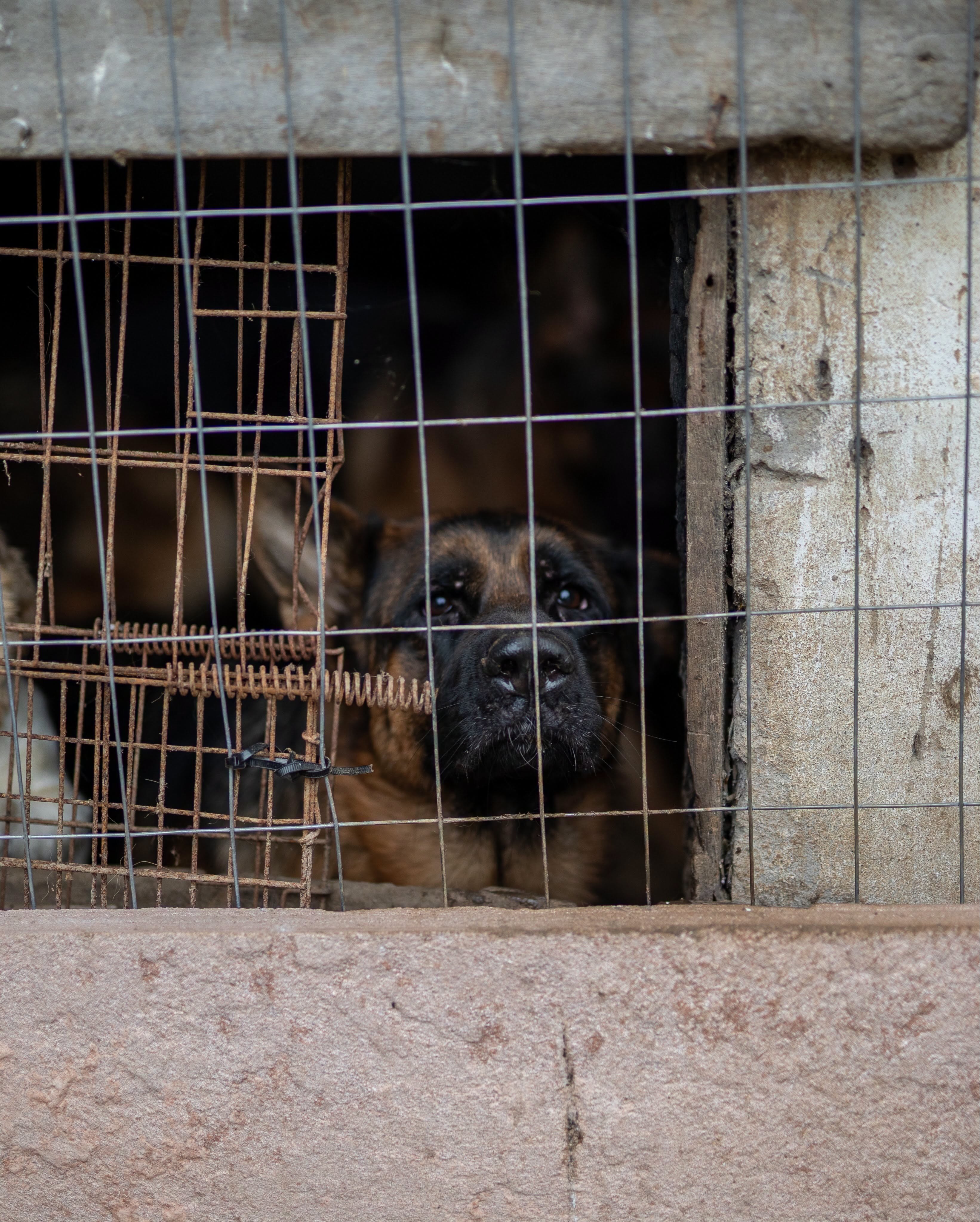 Operação conjunta resgata 19 cães de canil clandestino e homem é preso por maus-tratos em Canoas