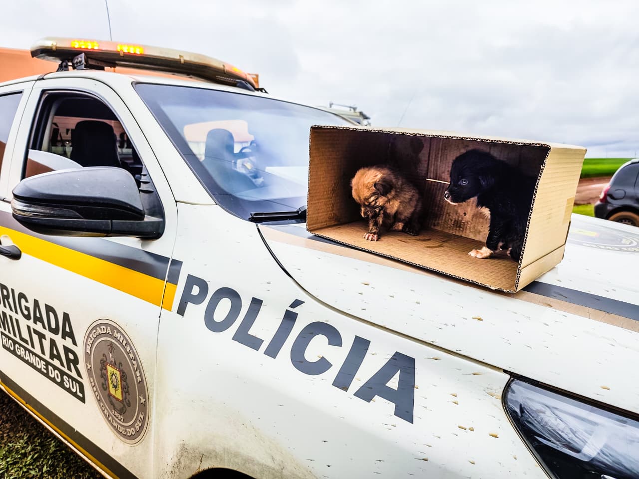 Brigada Militar resgata cães feridos e em situação de abandono em São Borja