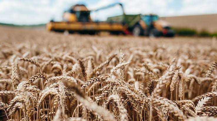 Trigo avança em São Borja, mas excesso de umidade exige atenção dos produtores