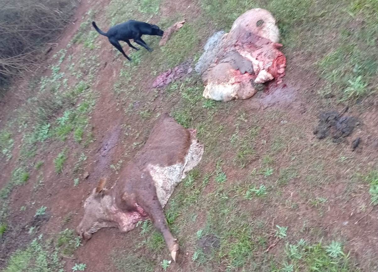 Criminosos invadem fazenda e abatem oito cabeças de gado na região de Santo Tomé