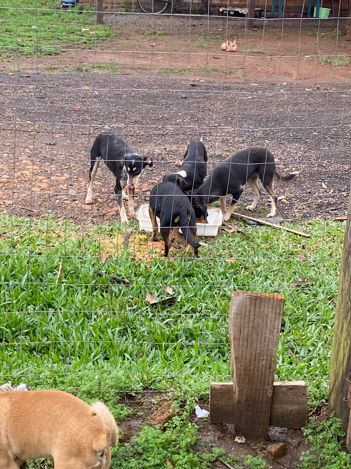 Rede Patas Solidárias promove risoto beneficente para auxiliar animais resgatados em  São Borja