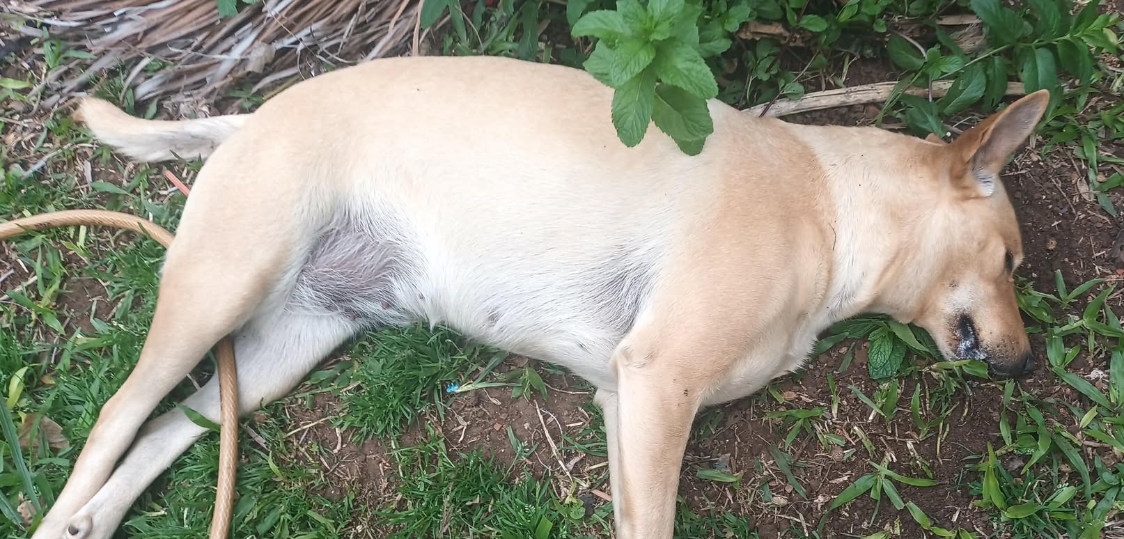 Três animais morrem em possível caso de maus-tratos por envenenamento em São Borja