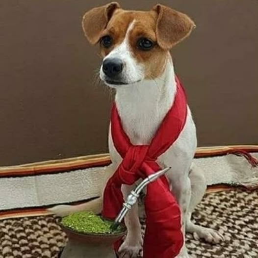 Semana Farroupilha também exige atenção com os cães