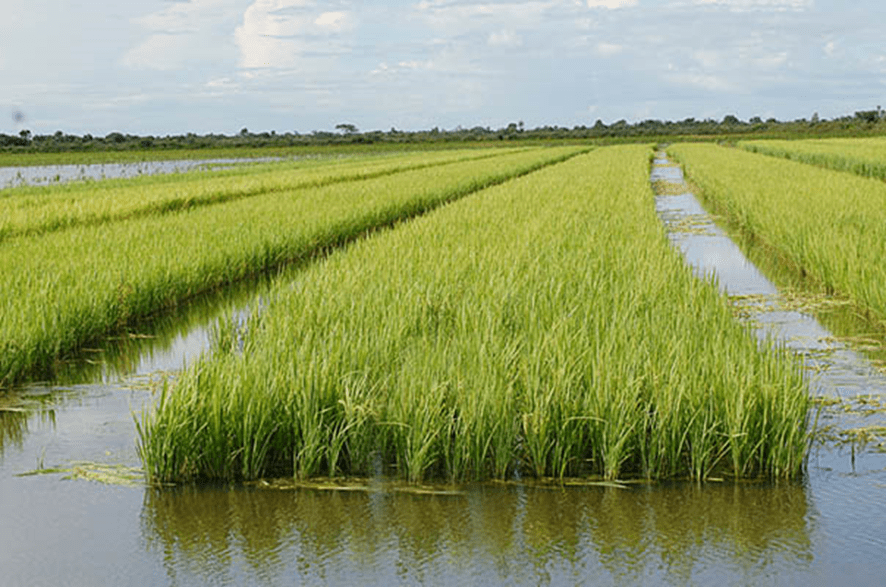 Fronteira Oeste lidera semeadura de Arroz no Estado