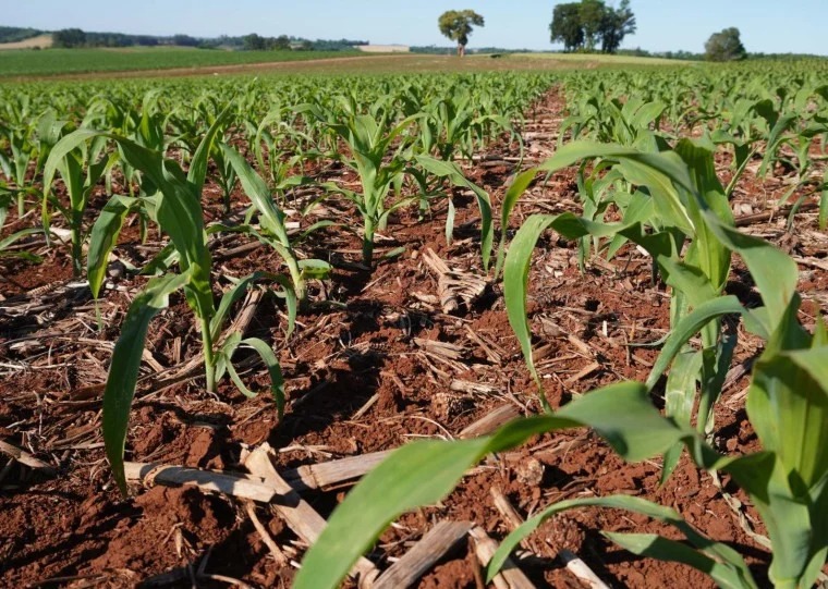 Plantio de milho chega a 68% da área prevista no Rio Grande do Sul