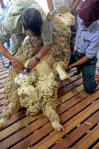 Sindicato Rural e Senar oferecem curso gratuito de tosquia em São Borja